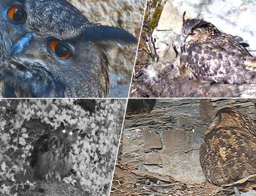 Uhus vor allen Kameras!