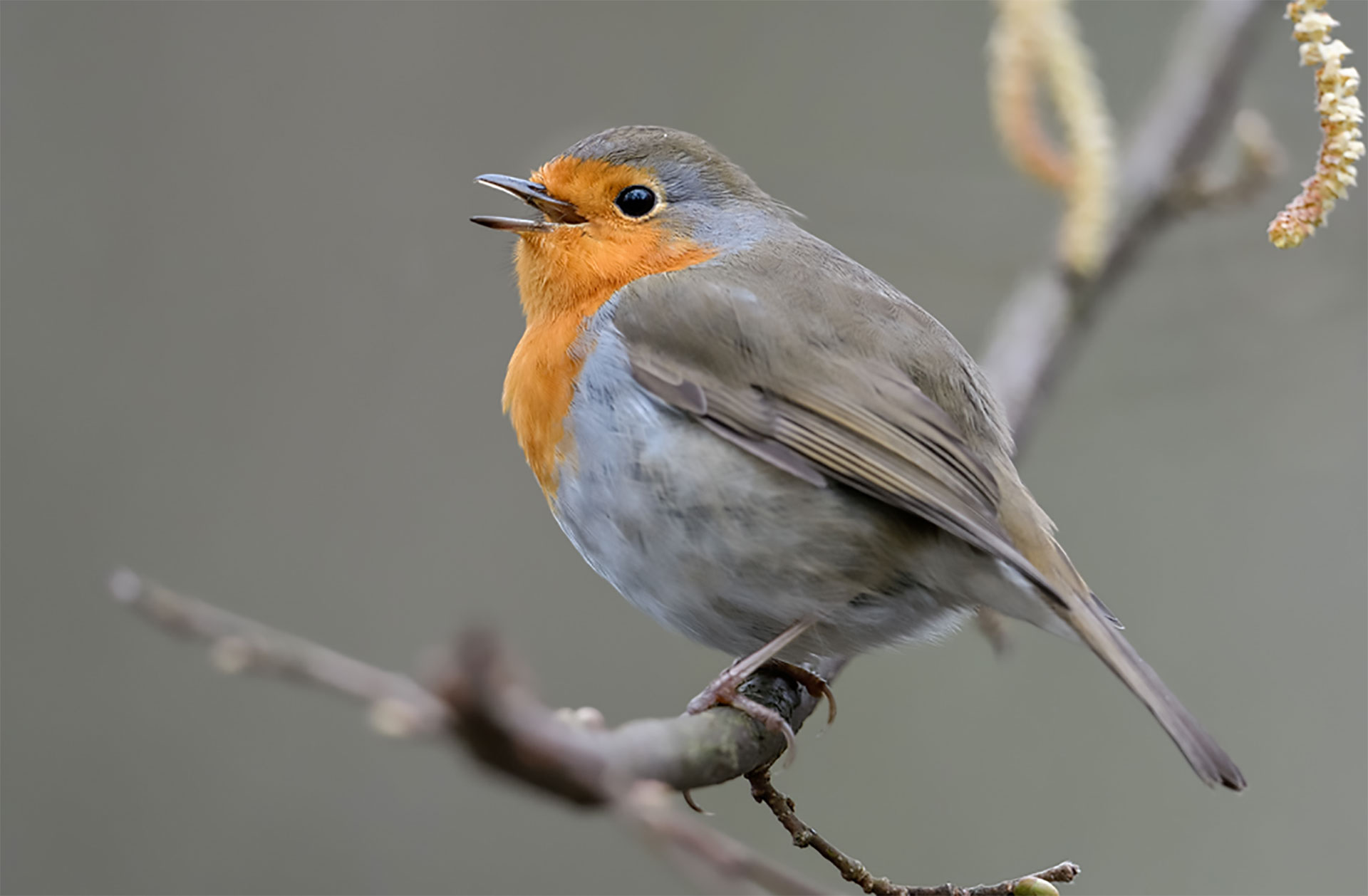 Singendes Rotkehlchen © www.wunderbare-erde.de