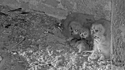 Bildschirmfoto-2026-04-08-um-08.37.14