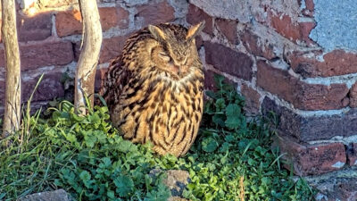 Bildschirmfoto-2026-04-08-um-08.56.24