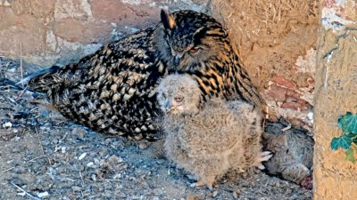 Bildschirmfoto-2026-04-09-um-08.50.53