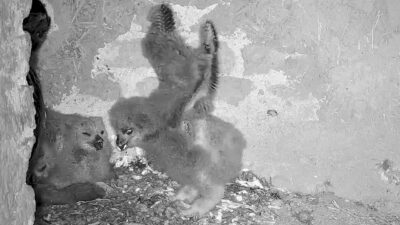 Bildschirmfoto-2026-04-09-um-08.53.38