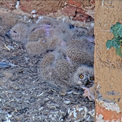 Bildschirmfoto-2026-04-10-um-08.46.29