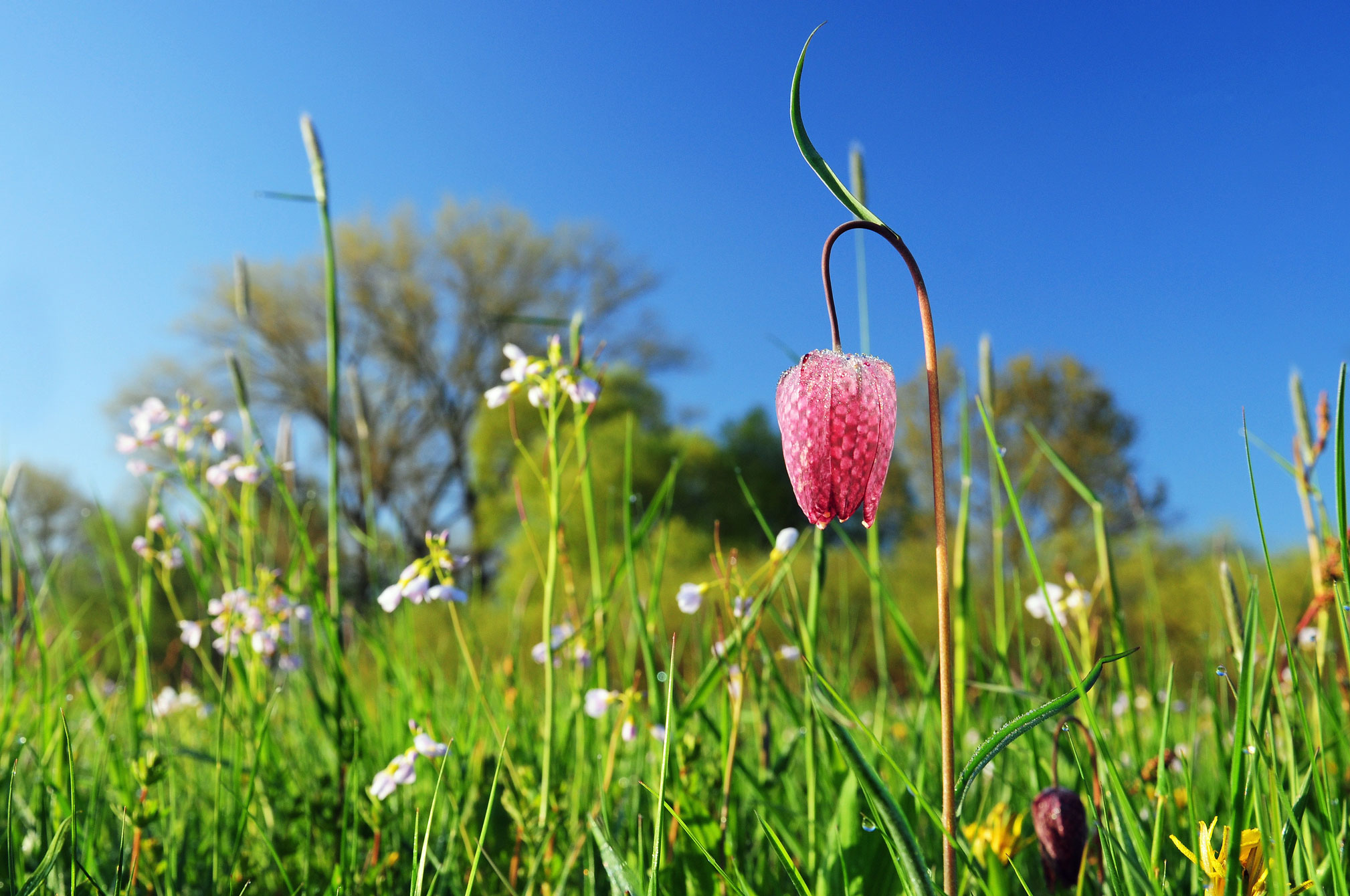 Feuchtgrünland © Hans-Jürgen Zietz