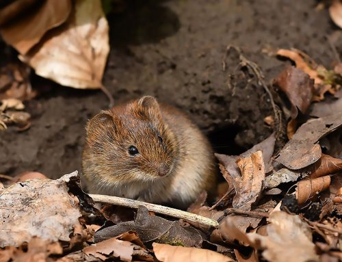 Rückblick auf Steinkauz-Brutzeit 2025