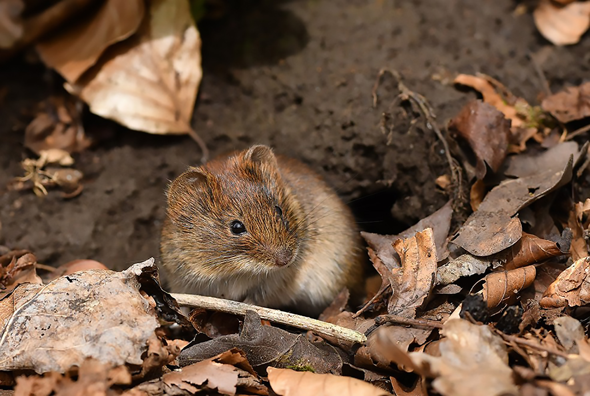 Rötelmaus © www.as-naturfotografie.de