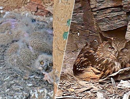 Beringung steht bevor – und neue Fragen im Ahrtal