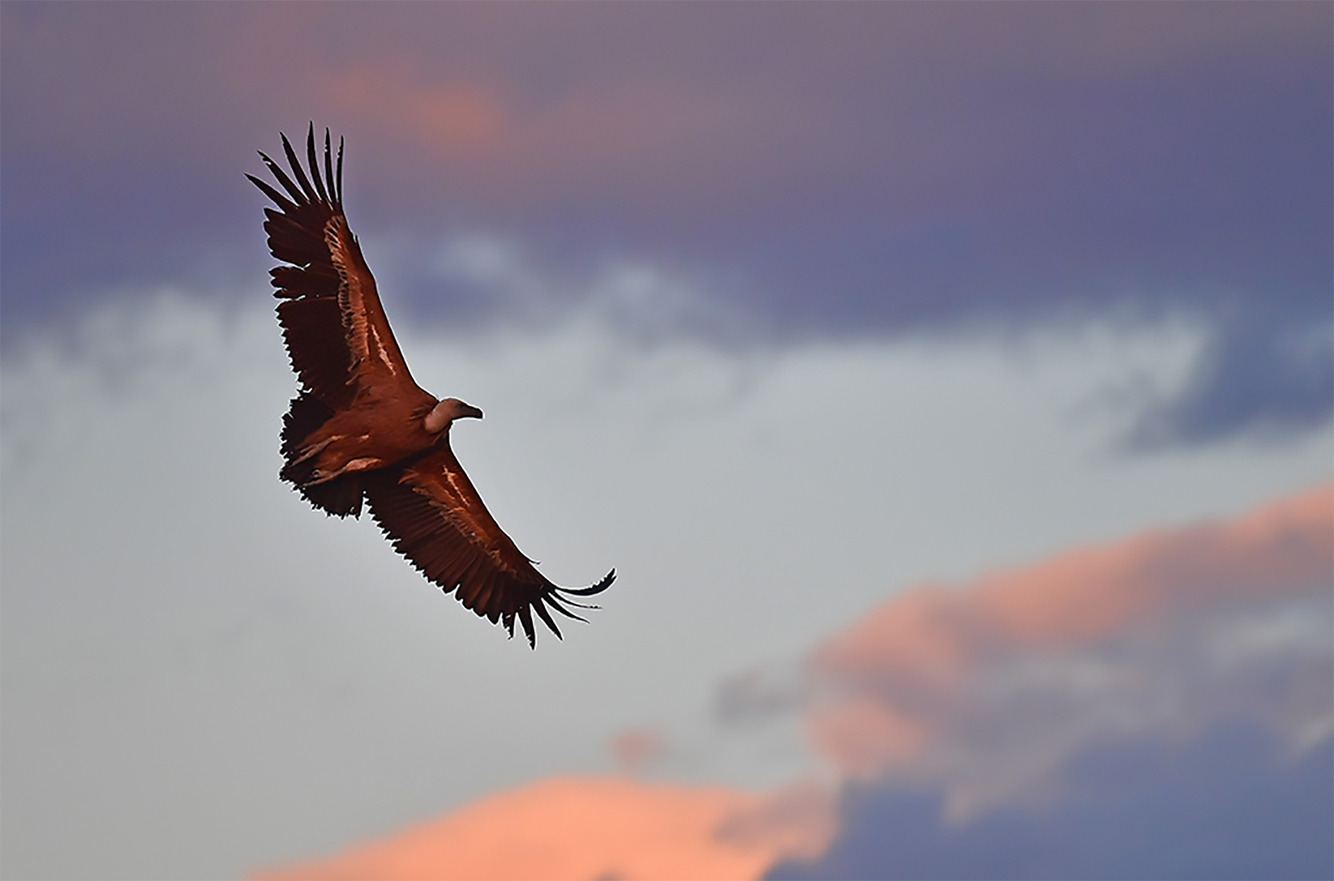 Gänsegeier am Himmel © www.as-naturfotografie.de