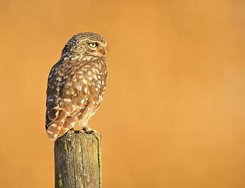 Von der Misere des Naturschutzes im Wohnungsbau
